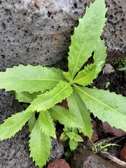 Scaevola chamissoniana