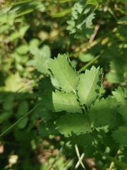 Acaena anserinifolia