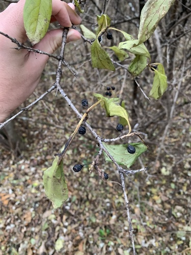 Rhamnus virgata, photograph 5
