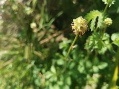 Acaena anserinifolia