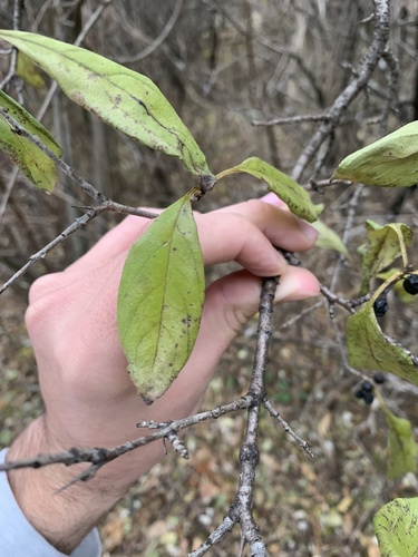 Rhamnus virgata, photograph 6