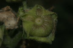 Malva durieui