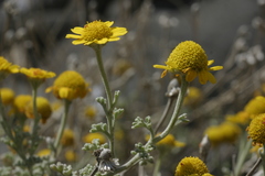 Anthemis chrysantha image