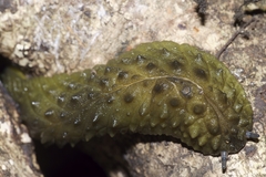 Athoracophorus papillatus