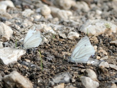 Pieris ergane