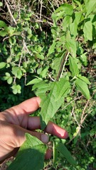 Mikania periplocifolia