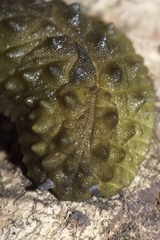 Athoracophorus papillatus