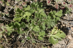 Erodium chium