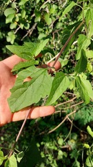 Mikania periplocifolia