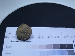 Elaphomyces muricatus