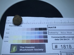 Elaphomyces muricatus