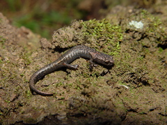 Chiropterotriton miquihuanus