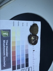 Elaphomyces muricatus