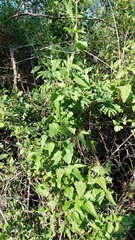 Mikania periplocifolia