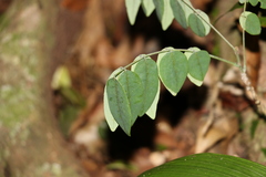 Derris involuta