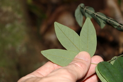 Derris involuta