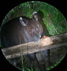 Tapirus pinchaque