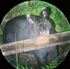 Tapirus pinchaque