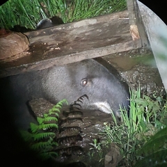 Tapirus pinchaque