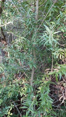 Acanthosyris falcata