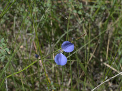 Comesperma defoliatum