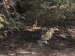 Geococcyx californianus