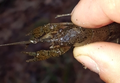 Procambarus paeninsulanus