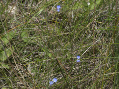Comesperma defoliatum