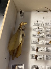 Phylliidae