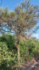 Prosopis kuntzei