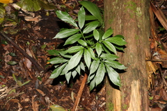 Sambucus australasica