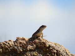 Tropidurus etheridgei