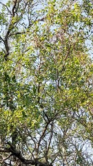 Prosopis ruscifolia