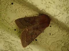 Orthosia ijimai