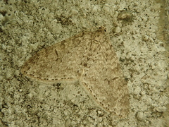 Trichopteryx incerta