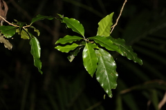 Actephila mooreana