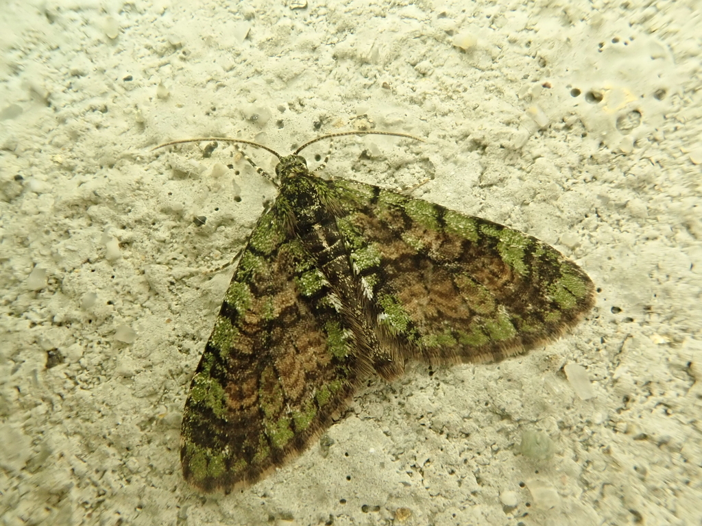 Paratrichopteryx