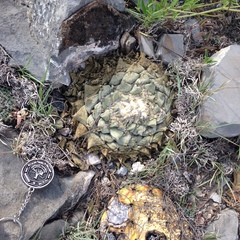 Ariocarpus retusus retusus