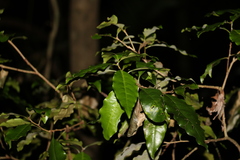 Actephila mooreana