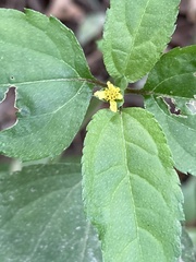 Calyptocarpus brasiliensis