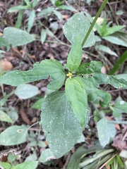 Calyptocarpus brasiliensis