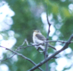 Empidonax fulvifrons