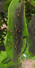 Longipes