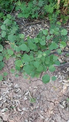 Wissadula densiflora