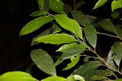 Alangium polyosmoides tomentosum