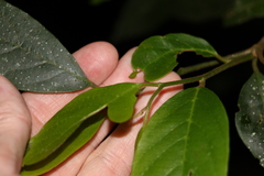 Alangium polyosmoides tomentosum