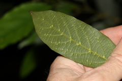 Alangium polyosmoides tomentosum