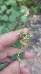 Wissadula densiflora