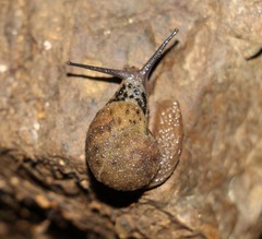 Stanisicarion aquila