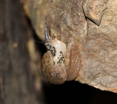 Stanisicarion aquila